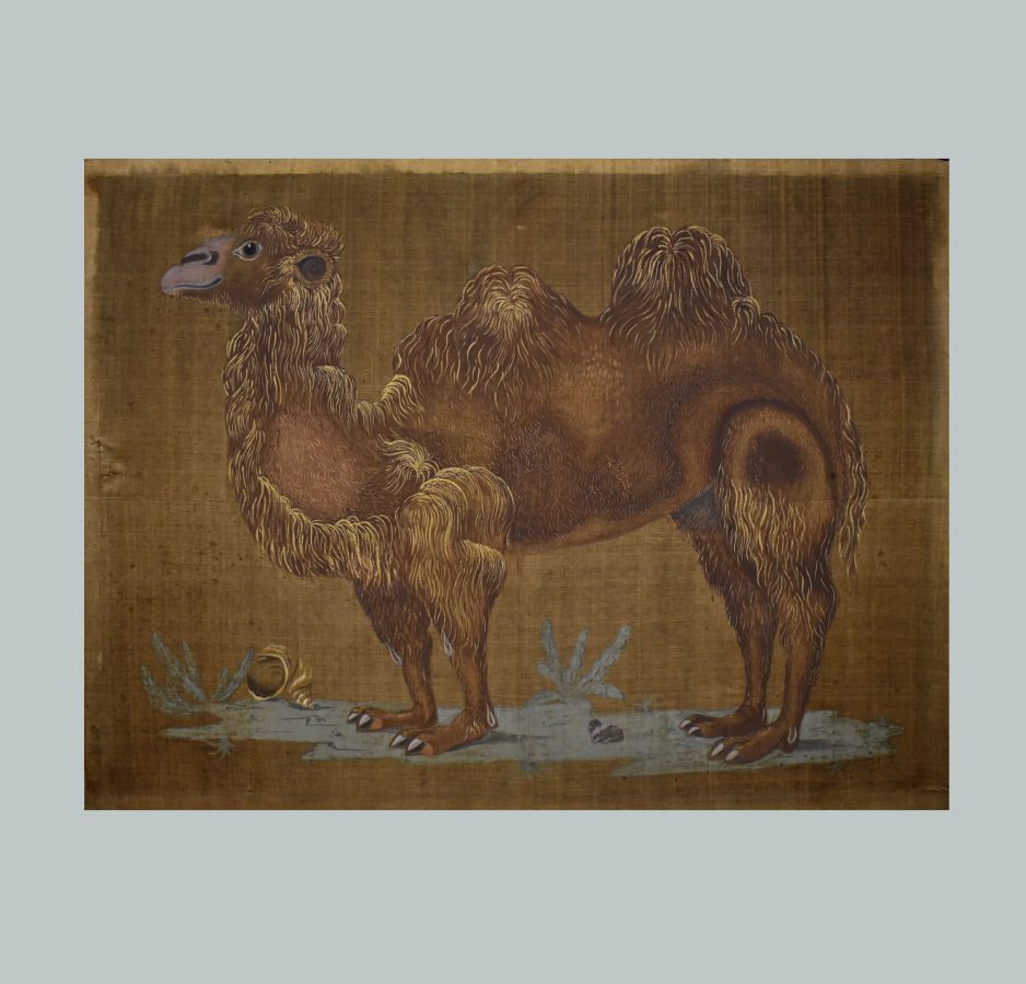 camel 2